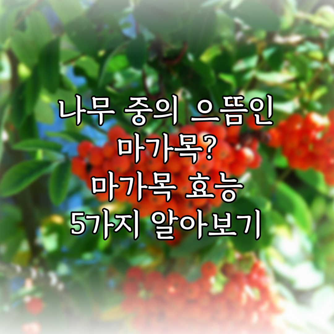 나무 중의 으뜸인 마가목? 마가목 효능 5가지 알아보기 특성 이미지
